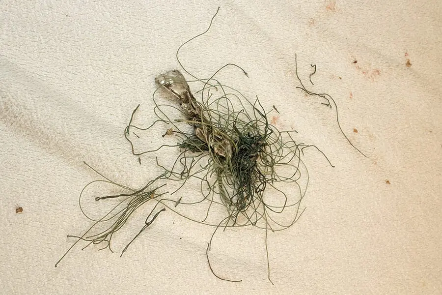 fishing line