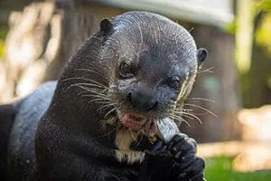 giant otter