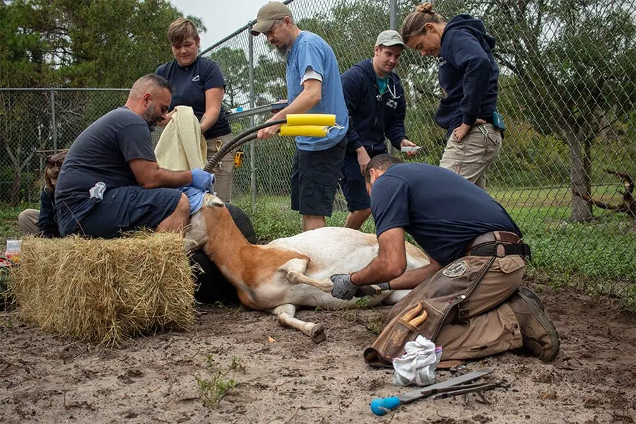 Gracie the oryx getting hoof trim