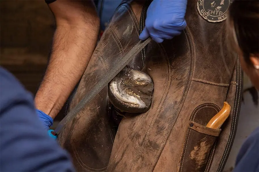 Farrier trimming Iggy the zebra's hoof