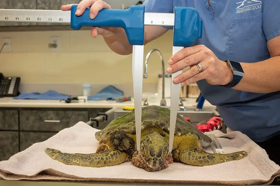 measuring sea turtle