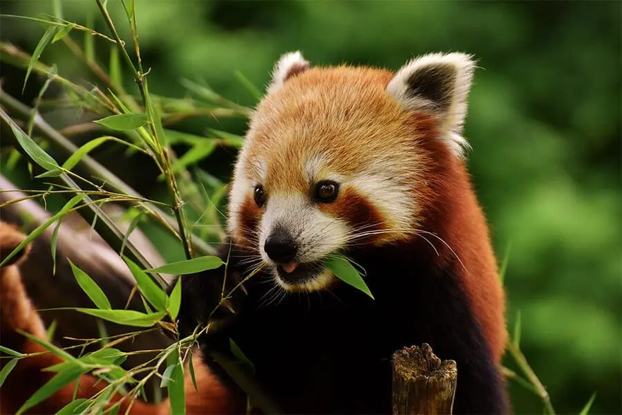 Red panda