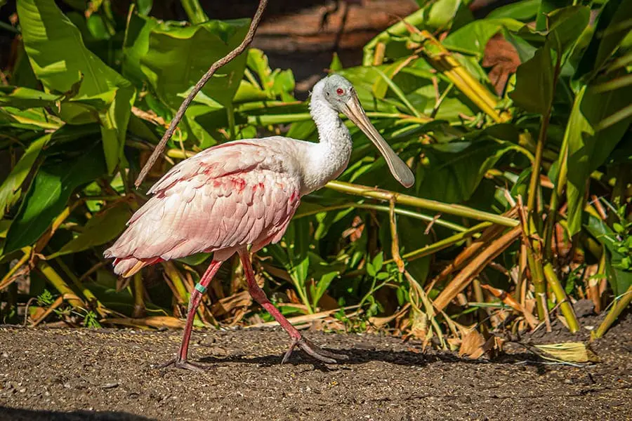 roseate spoonbill