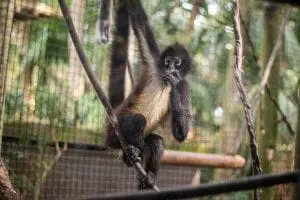 spider monkey