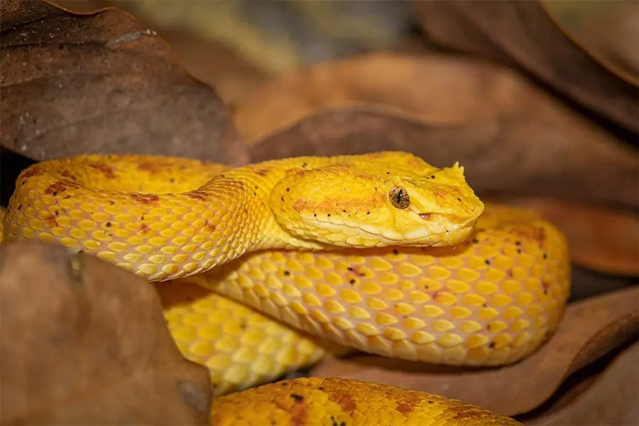 Eyelash viper