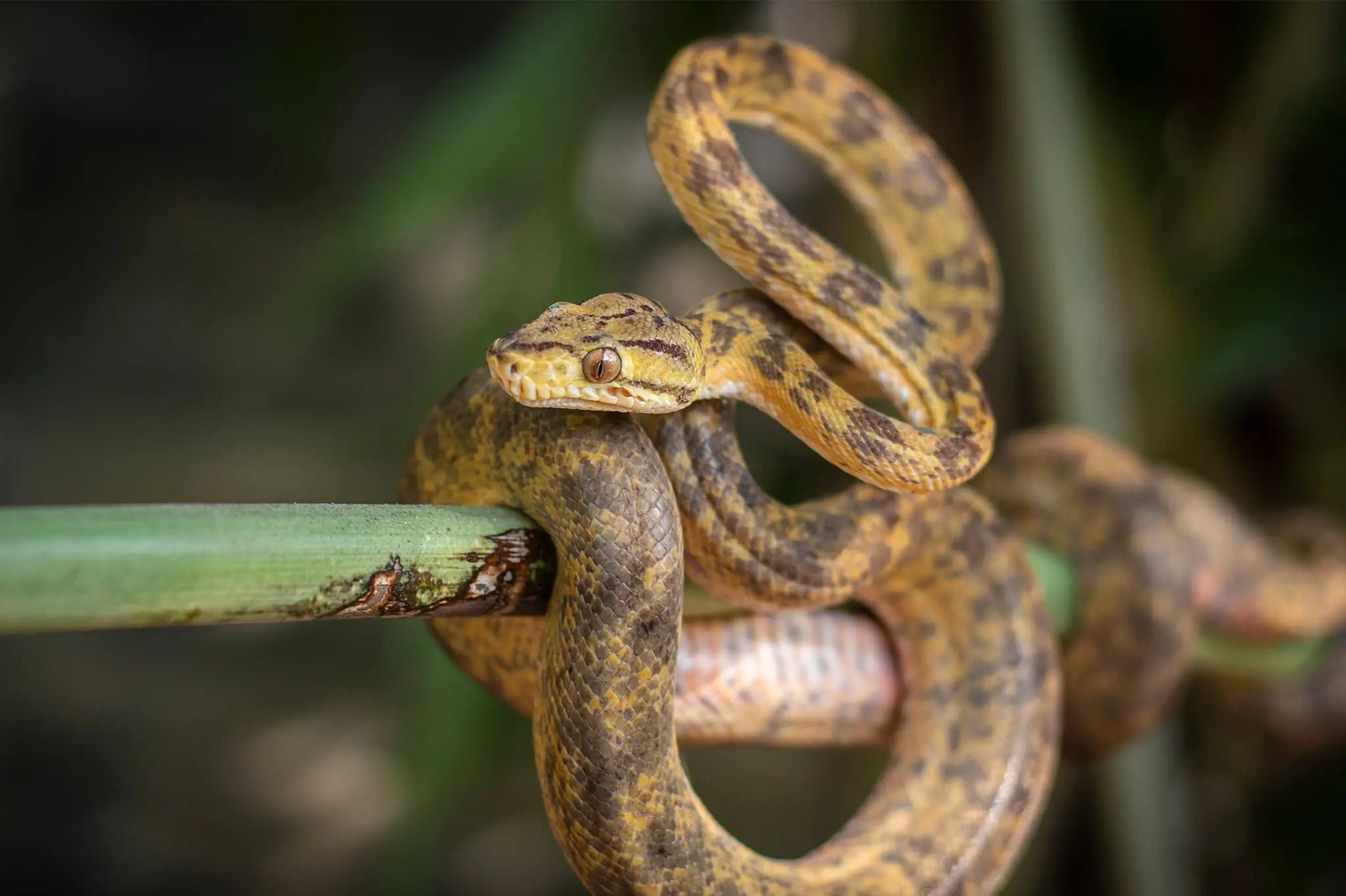 Amazon tree boa