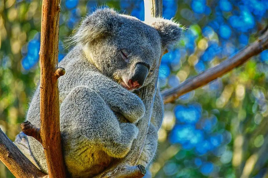 Koala in tree branches