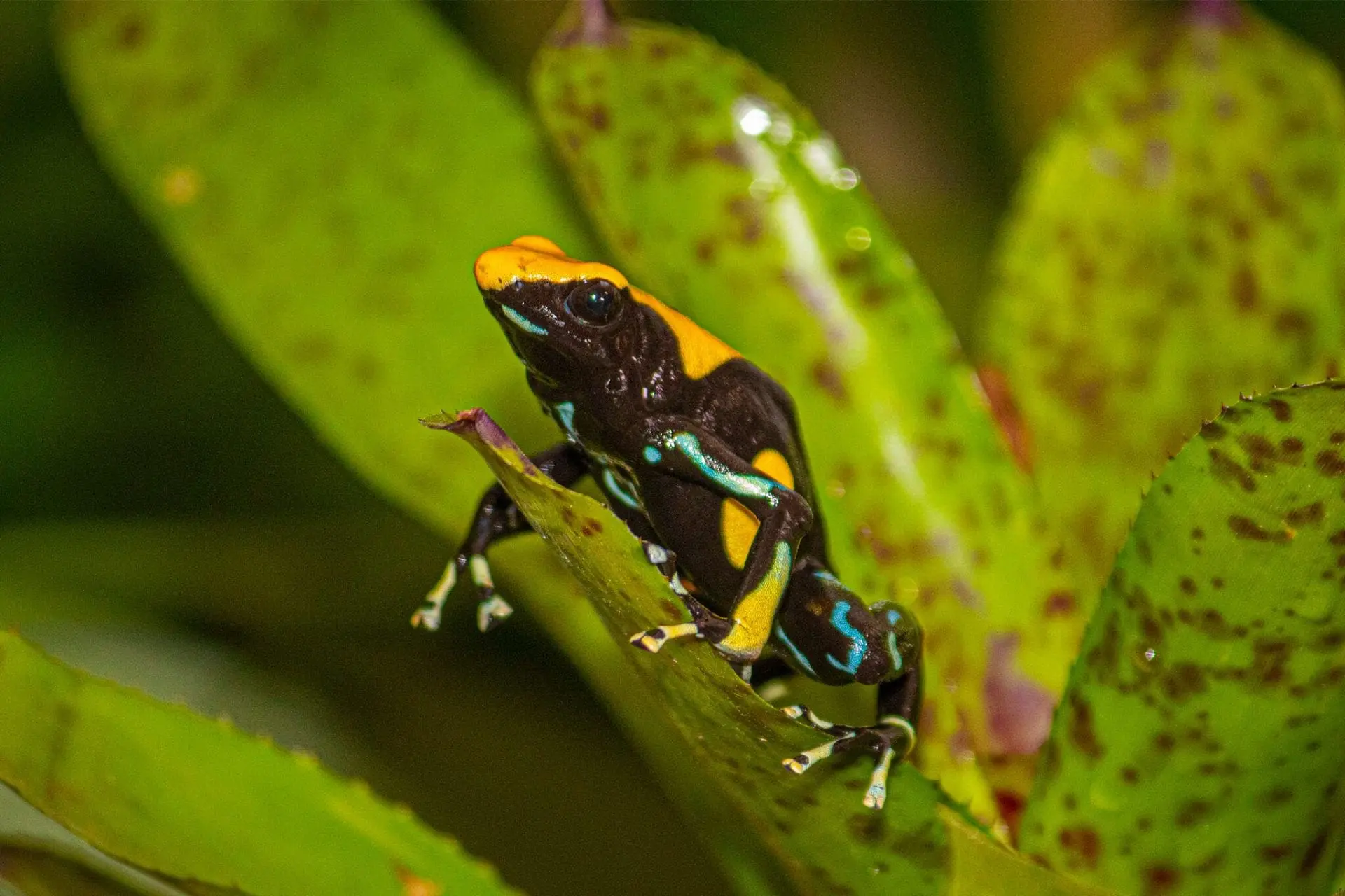 Dyeing poison dart frog