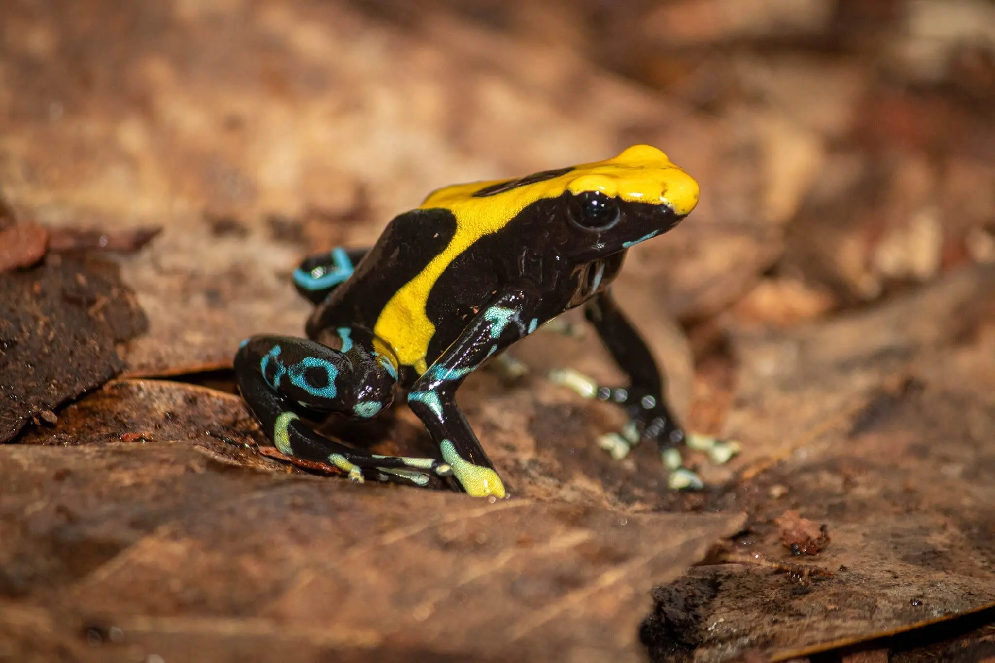 Dyeing poison dart frog