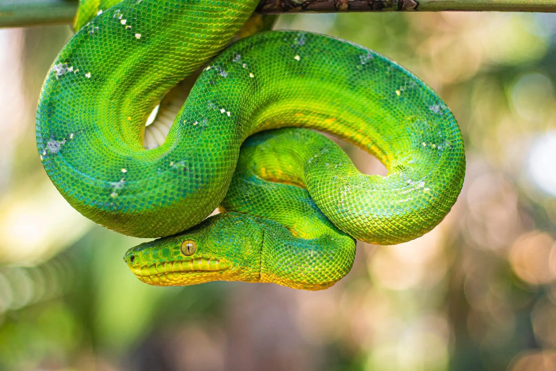 Emerald tree boa coiled