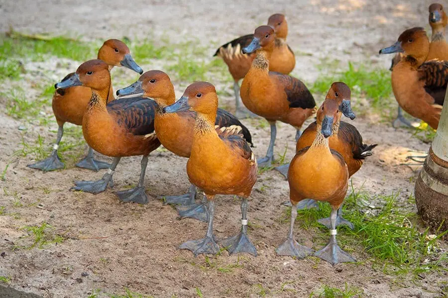 ducks