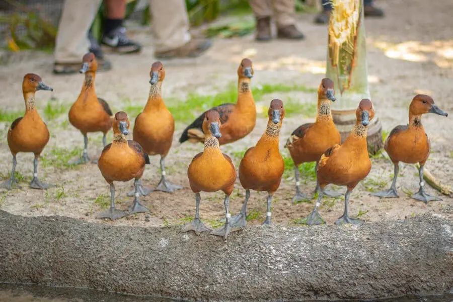 fulvous whistling ducks