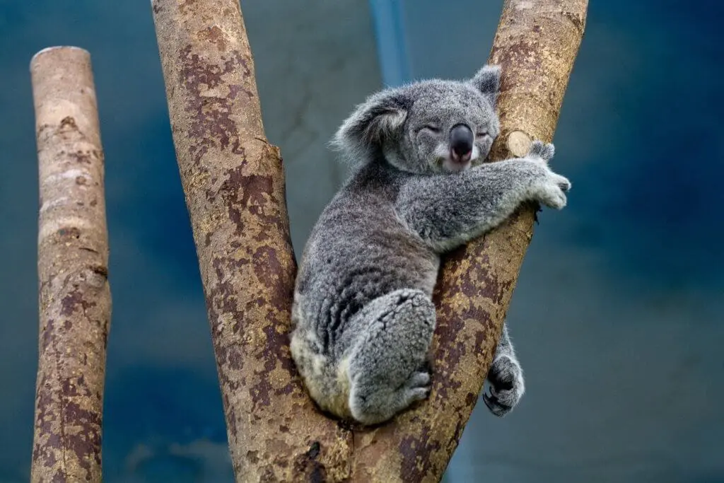 Koala on tree