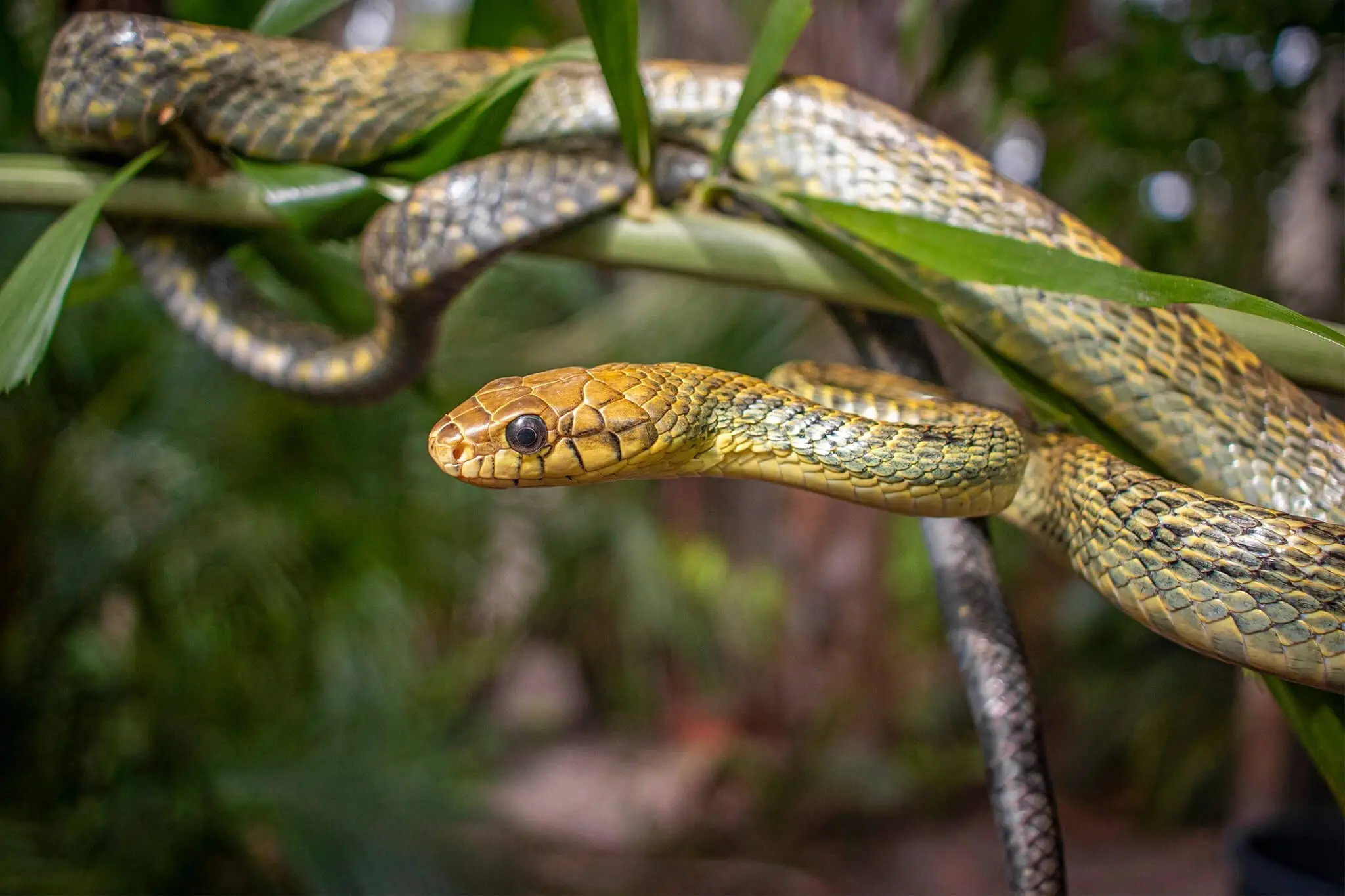 Yellow-bellied puffing snake in tree
