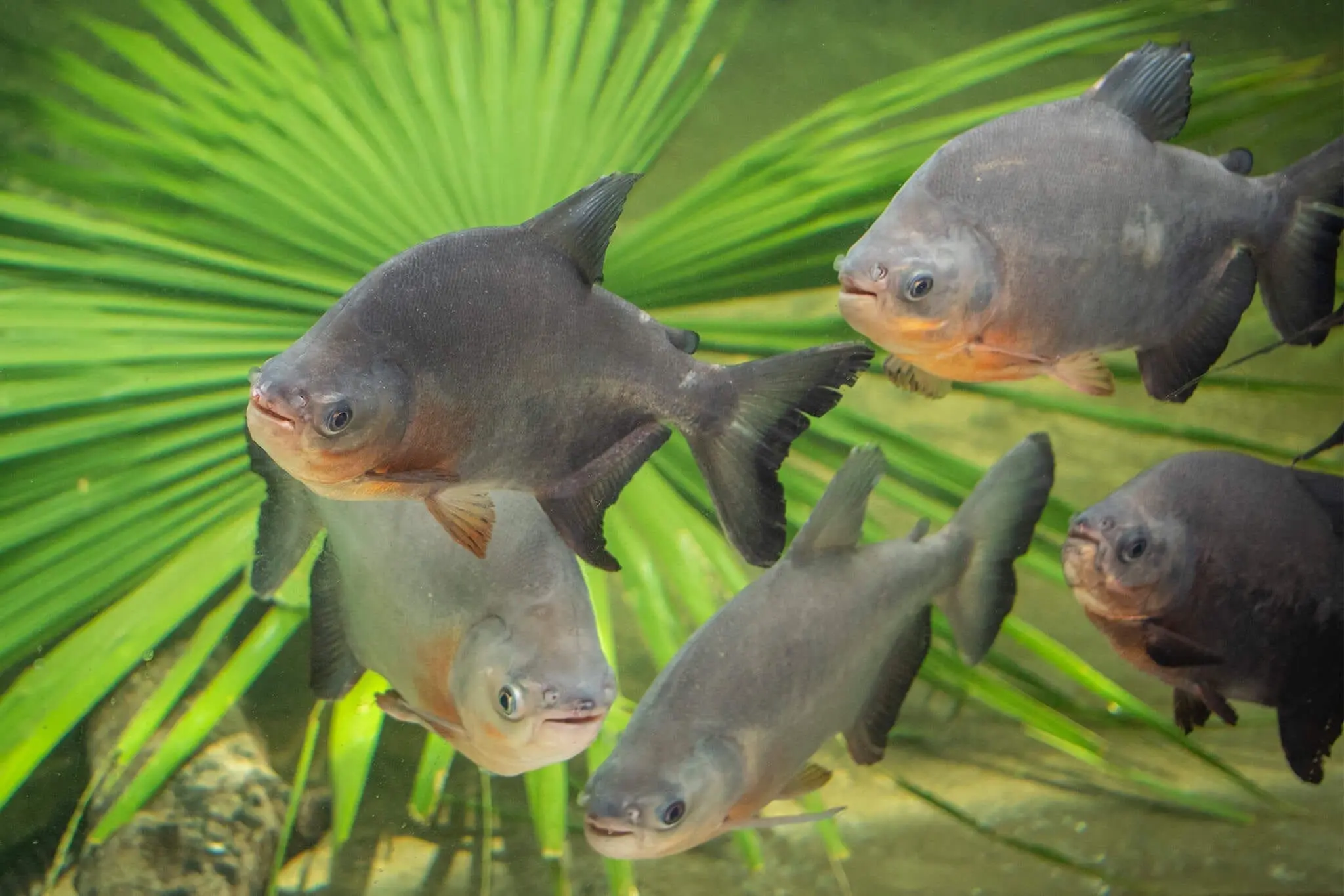 Red-bellied pacu group