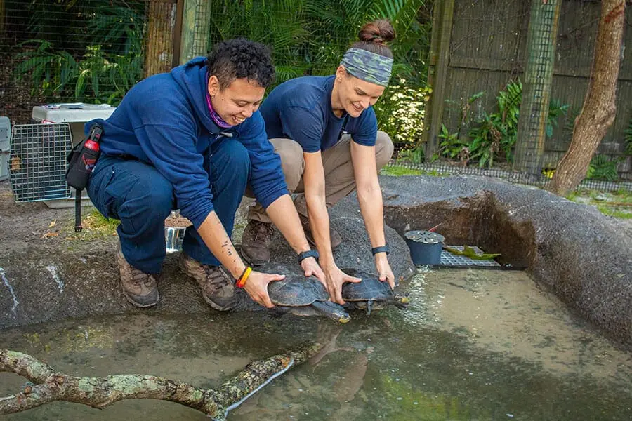 turtle release