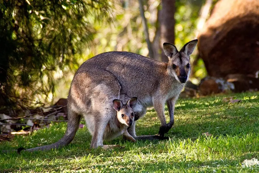 Wallabies