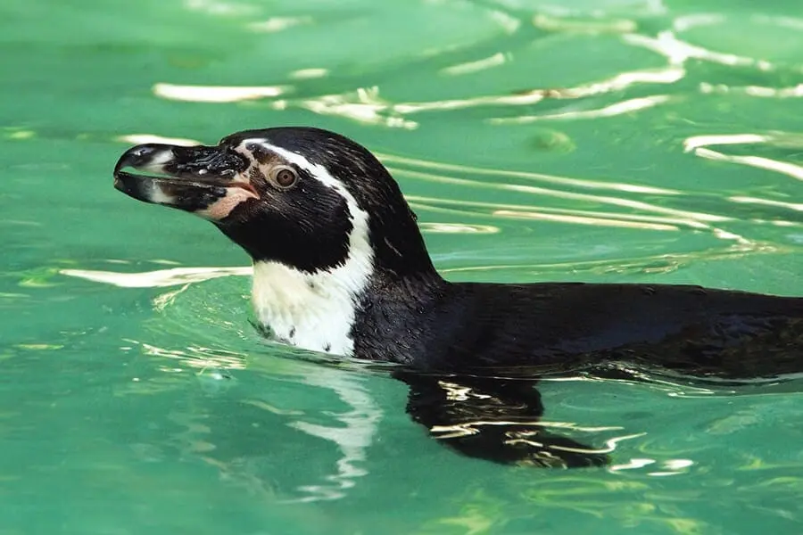 penguin