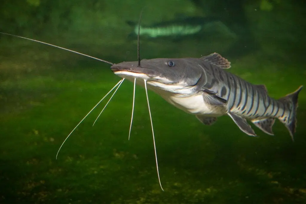 Tiger shovelnose catfish