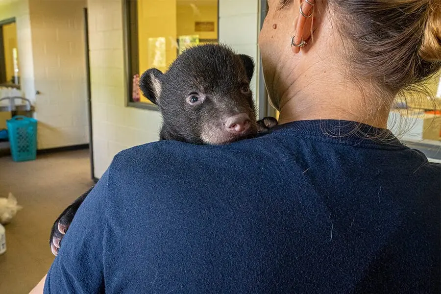 Florida black bear cub with Lauren Hinson