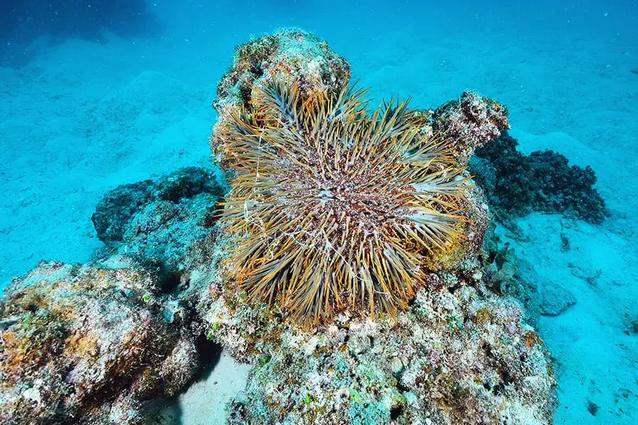 crown-of-thorns sea star