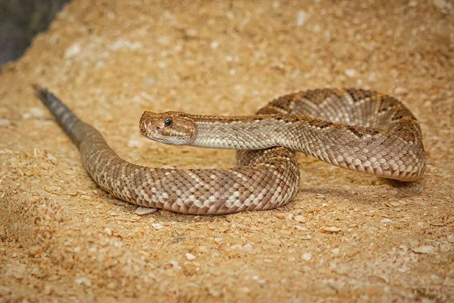 Aruba island rattlesnake