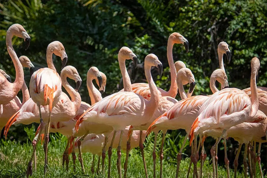 A group of flamingos