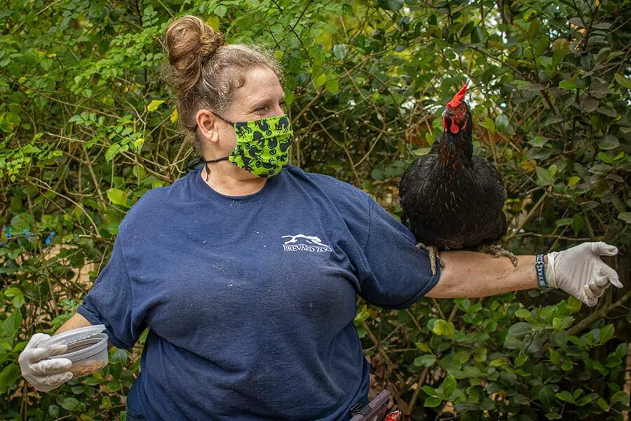 keeper with chicken