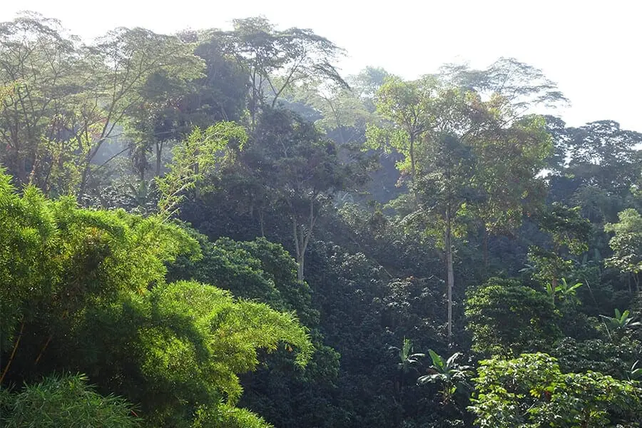 Shade grown coffee trees