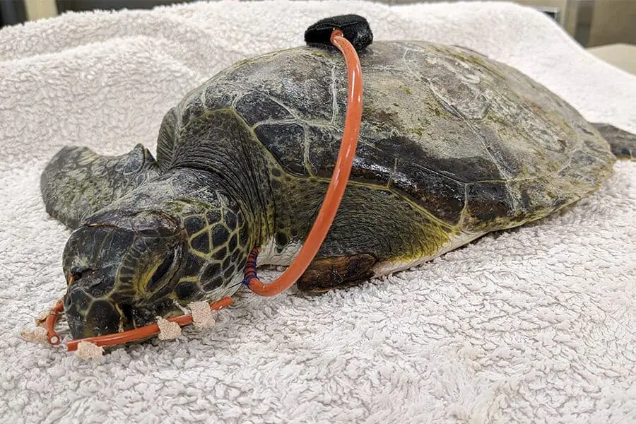 Juvenile green sea turtle Shooting Star