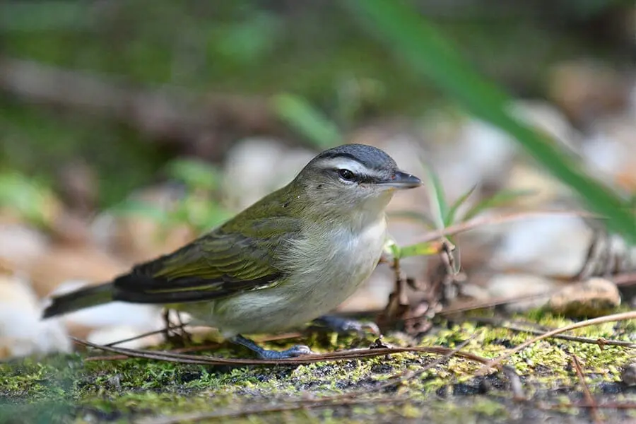 Palm warbler