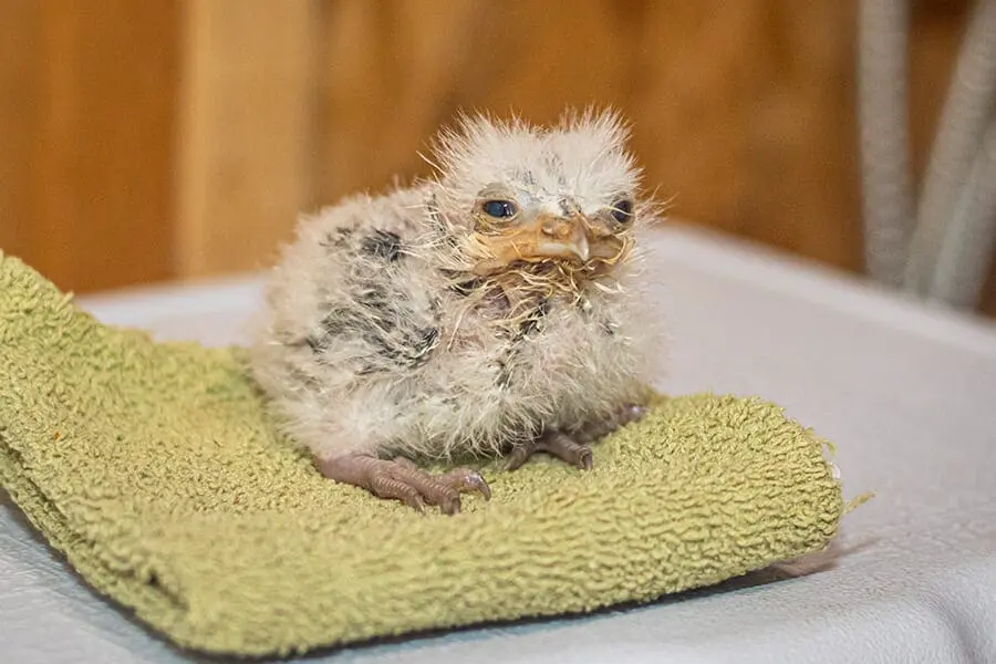 Tawny frogmouth chick