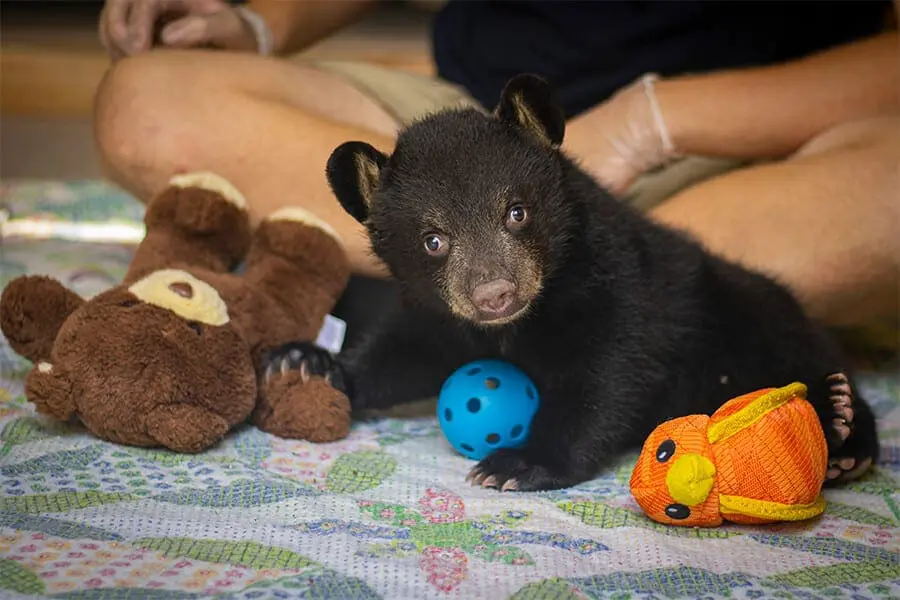 Brody with stuffed animals