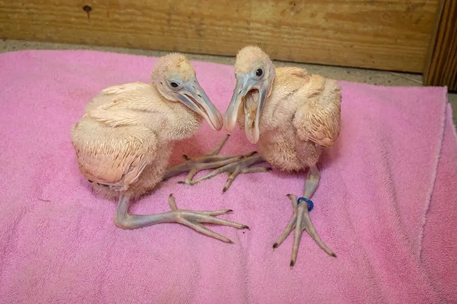 spoonbill chicks