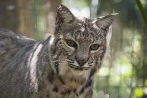 bobcat