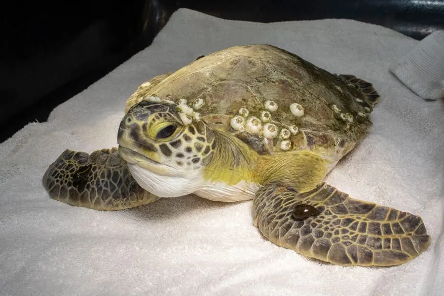 Green sea turtle patient Venus undergoes leech therapy