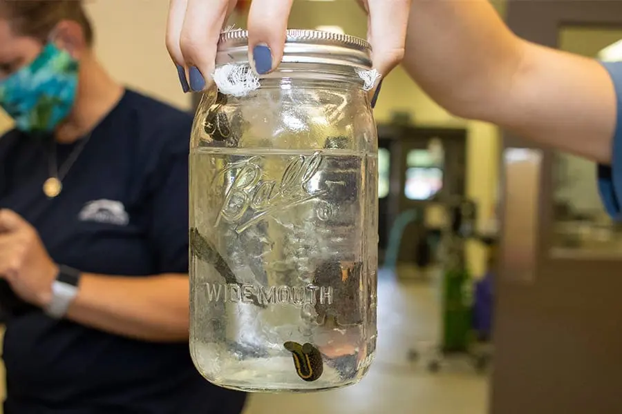 Container of leeches