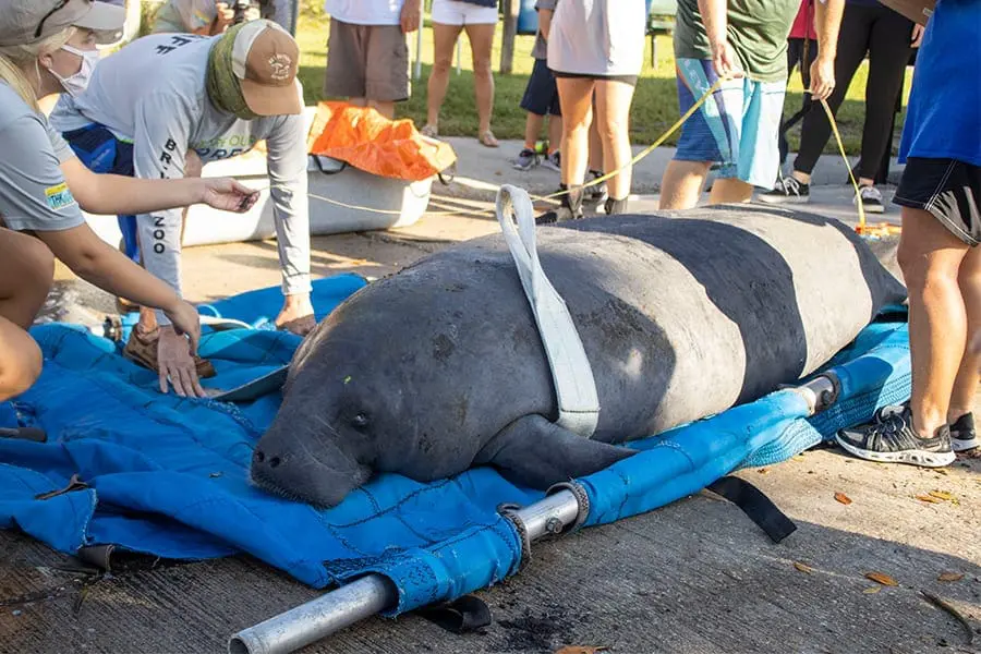 Manatee Baba is measured