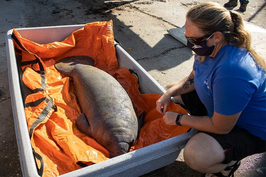 Manatee calf