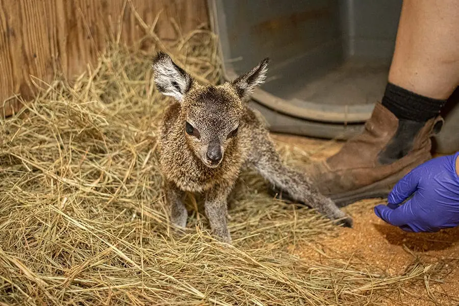 Male klipspringer baby