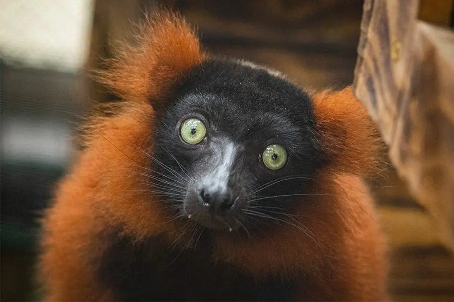 Red ruffed lemur