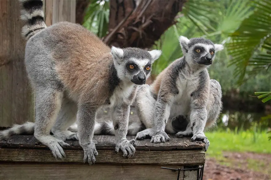 Ring-tailed lemurs