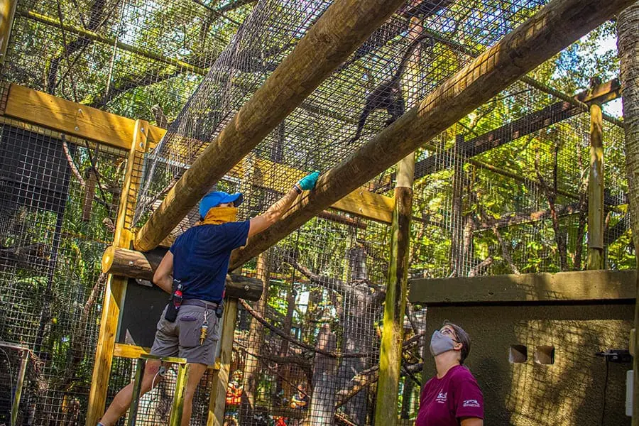 spider monkey in tunnel