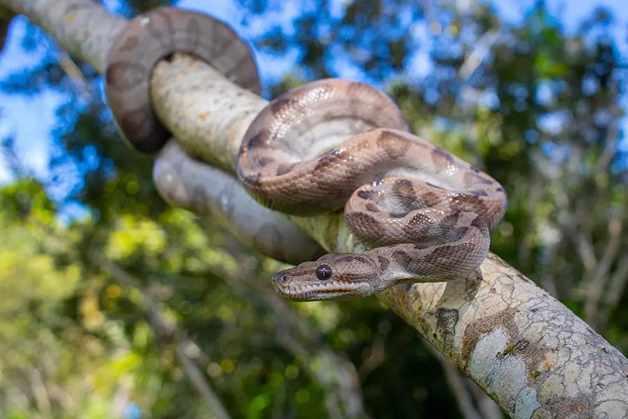 annulated tree boa