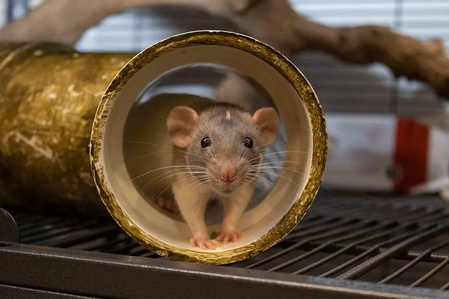 Dumbo rat Cinnamon