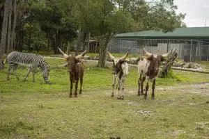 Ankole-Watusi