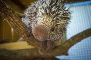 Brazilian porcupine
