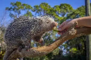 Brazilian porcupine
