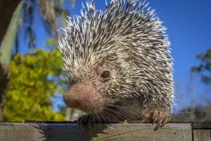Brazilian porcupine