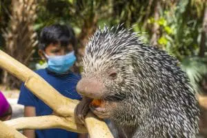 Brazilian porcupine